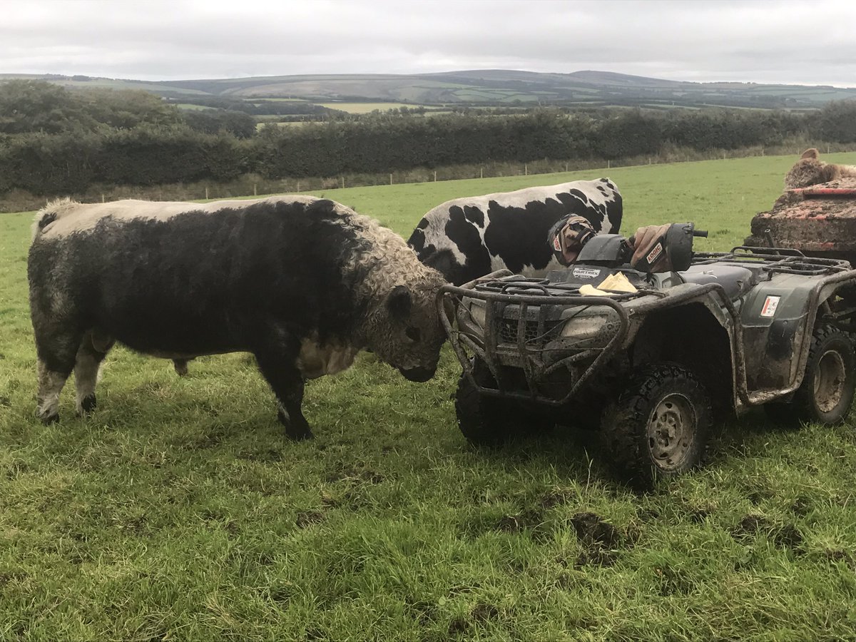 newlandfarm's tweet photo. Every bull needs a ScratchingPost! #ViewOfTheQuad https://t.co/z4oBeyGuR7
