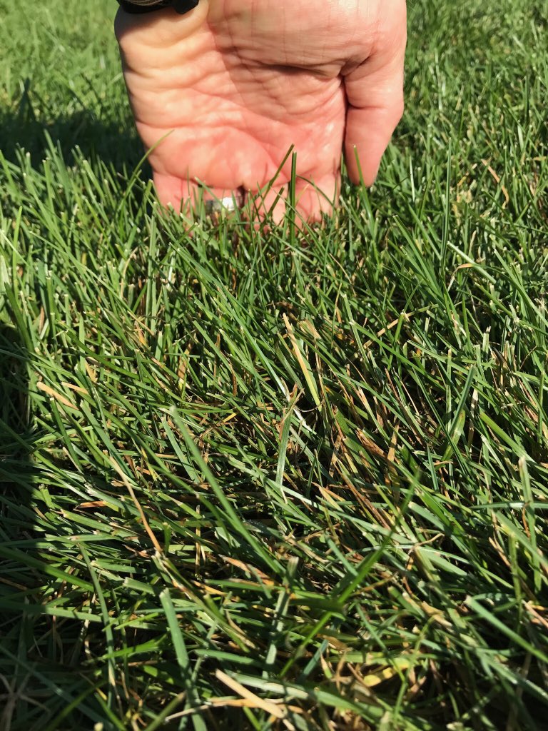 dsegesdy's tweet photo. @BPolimer This is what we're working with, it's a good 3". Can be cut twice a week if we're lucky. Field drains pretty well and is very thick. https://t.co/r5Clhy0QG8