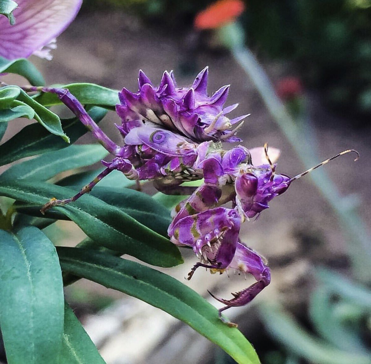 calacademy's tweet photo. Look again—that's no flower; it's a spiny flower mantis! See more amazing biodiversity around the🌎 via our #citizenscience app, @inaturalist https://t.co/PqA63rVQQG