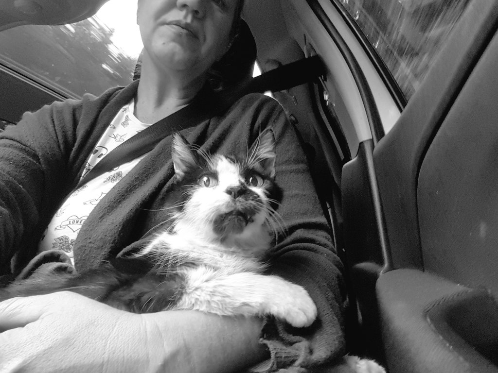 SprigOfPrickly's tweet photo. Had to have my girl at put to sleep this afternoon. She was ill and it was time.
Rest easy my babyfish friend for the last 15yrs.
❤❤❤❤ https://t.co/1cfSD22Yeu