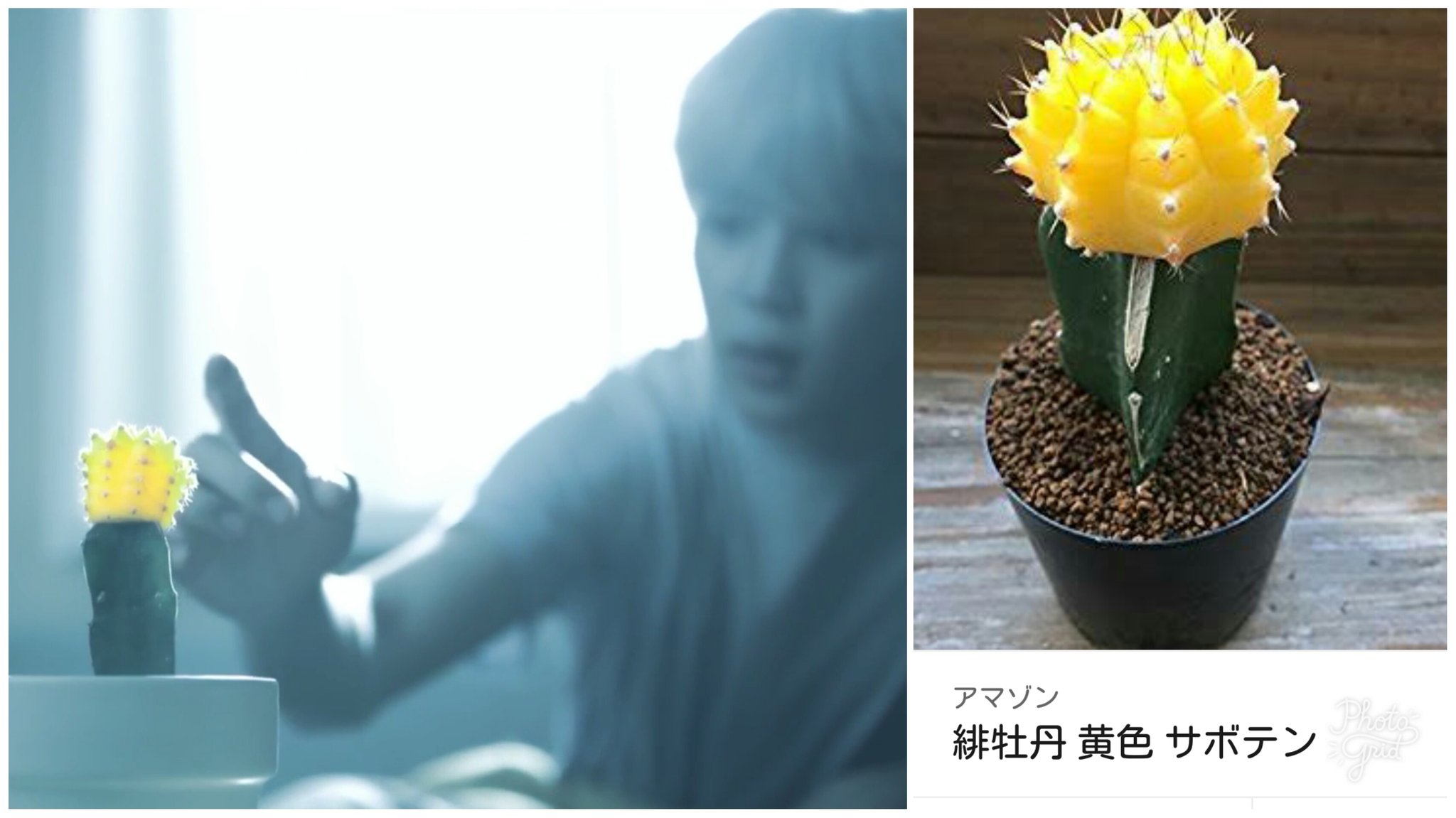 りえっぺ 日本で作られた緋牡丹というサボテン 英名はmoon Cactus ｷｬﾝﾄﾞﾙｻﾎﾞﾃﾝとも 葉緑体を持たないので下のｻﾎﾞﾃﾝがないと生きられない 花言葉 燃える心 偉大 枯れない愛 情熱 暖かい心 T Co Bfpqo3z4gl Twitter