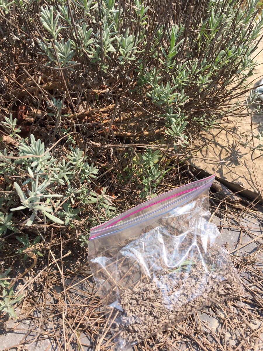 AlanaGuinane's tweet photo. Harvesting some lavender from my garden to add a little summer calm to my classroom throughout the year. #healthandwellness https://t.co/WMZrC1cWec