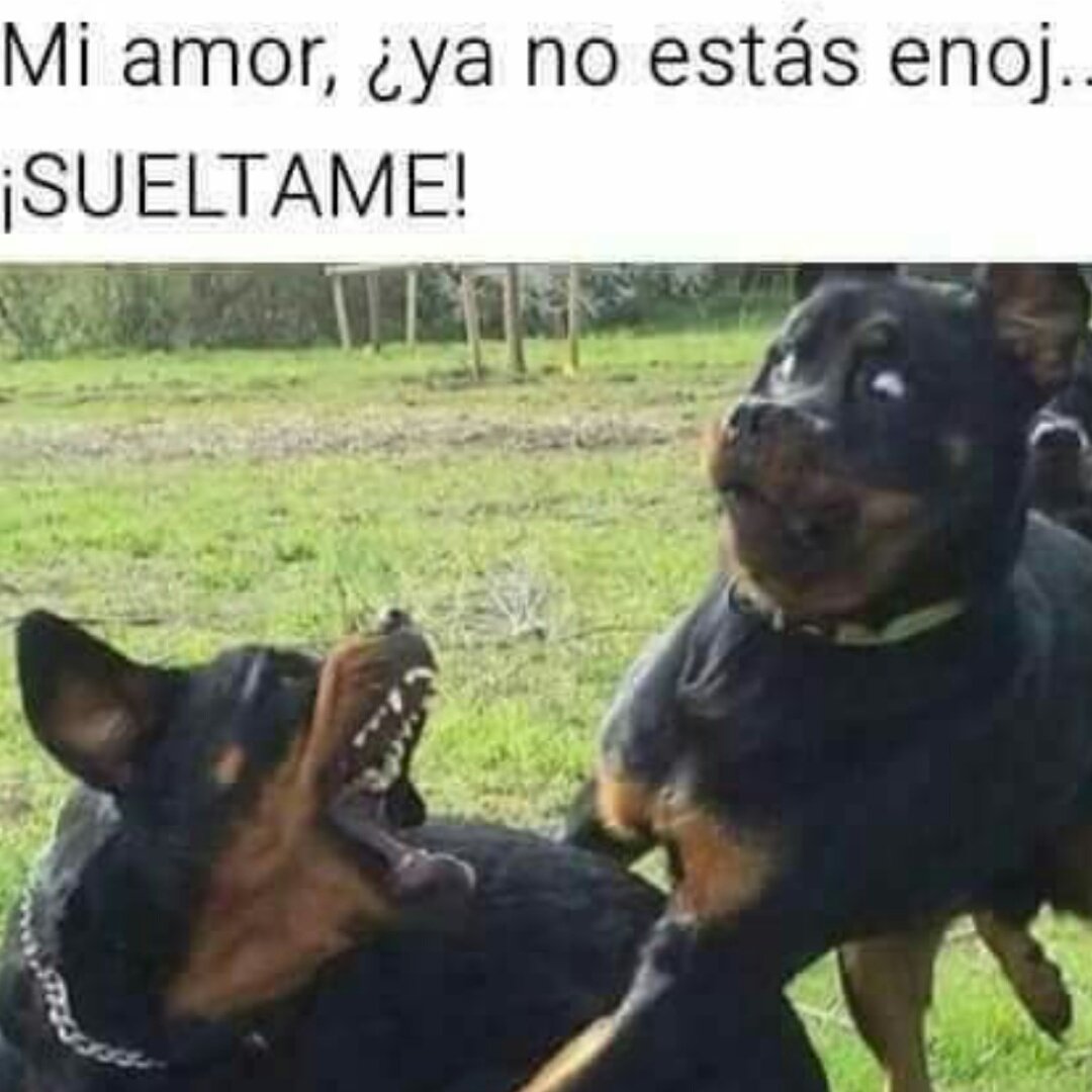 MuchaGuasapp's tweet photo. Perreando 🐶🐕
#Amor #odio #perro #perros #animales #cosasdeperros #cosasdenovios #felizlunes #Buenastardes https://t.co/Q9Qnwdm4th