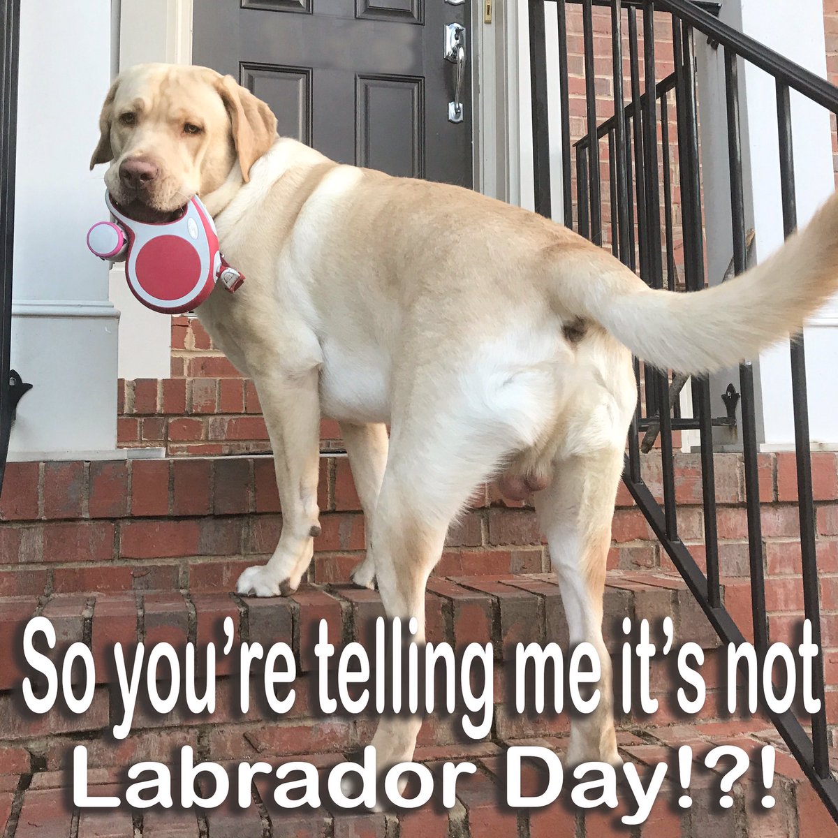 KuddlyKahlua's tweet photo. Wait, what? #LaborDay #labradorday #labrador #yellowlab https://t.co/T3YvqtAkL6