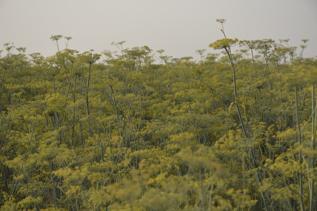 amarguriro's tweet photo. Anise, Aniseed or Sonf crop near my village. Pic by #AmarGuriro 
#Anise #Aniseed #Sonf #Wadaf #species #Herb #herbal #Plant #Green #Sindh https://t.co/gFgVcnqdpn