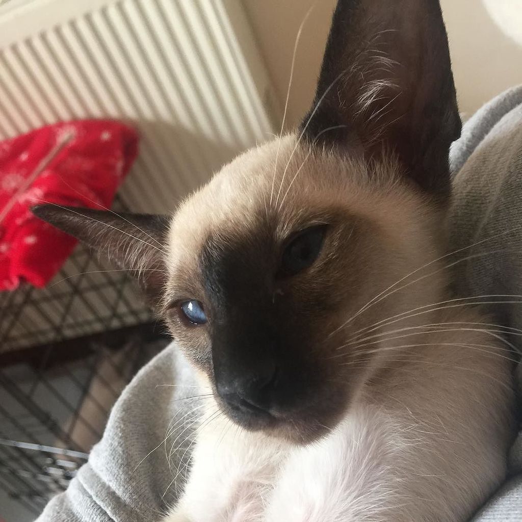 LauraEdin's tweet photo. Meet the new little boy of the family!  Coming to join us on 15th!  #nofilter #catsofblackhall #catsofscotland #ca… https://t.co/LWK3W3af1f https://t.co/pbld7sWEIK