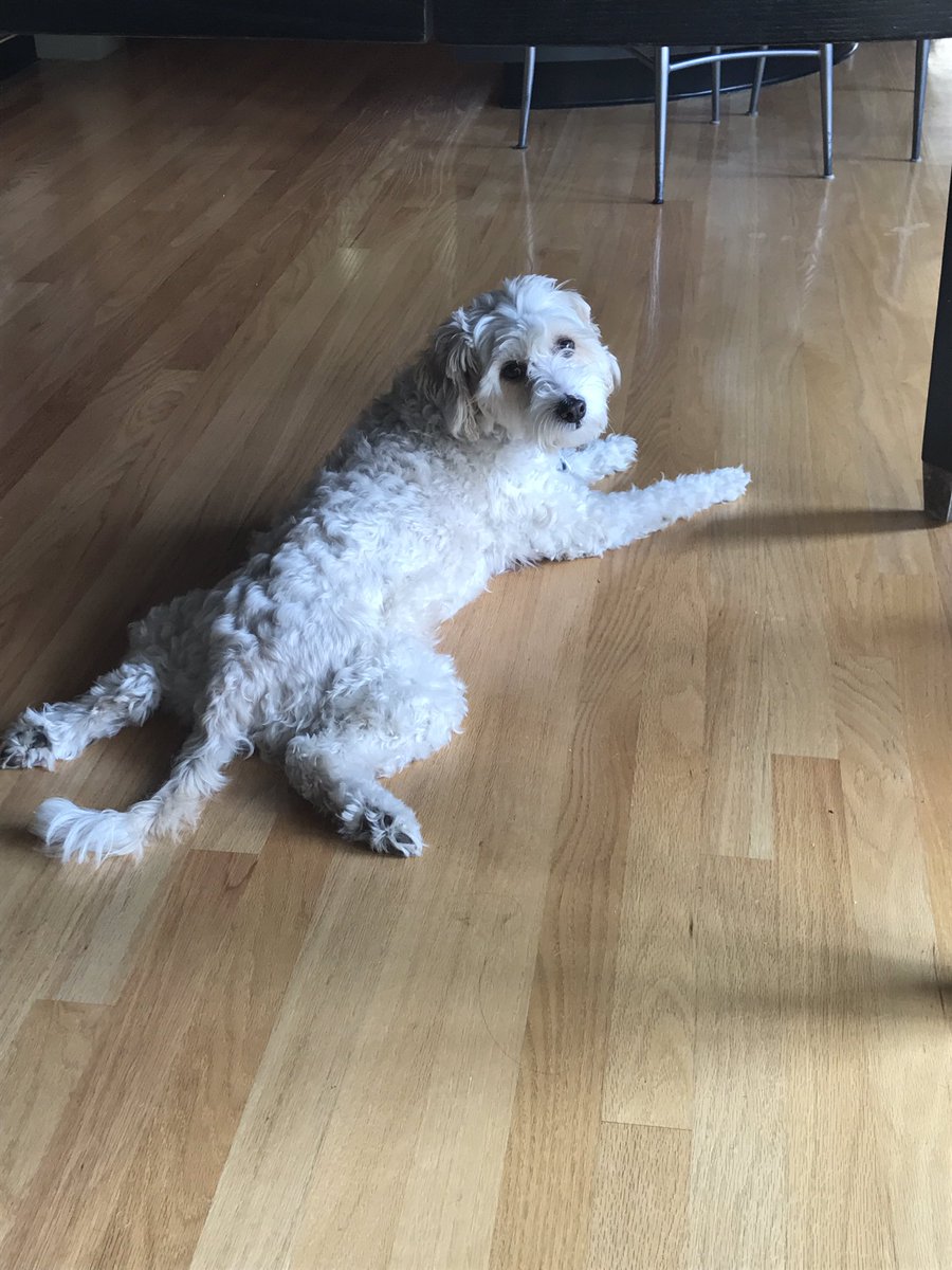 Frogging it. #frog #cutestthing #schnoodle #rescuedog #imbenson