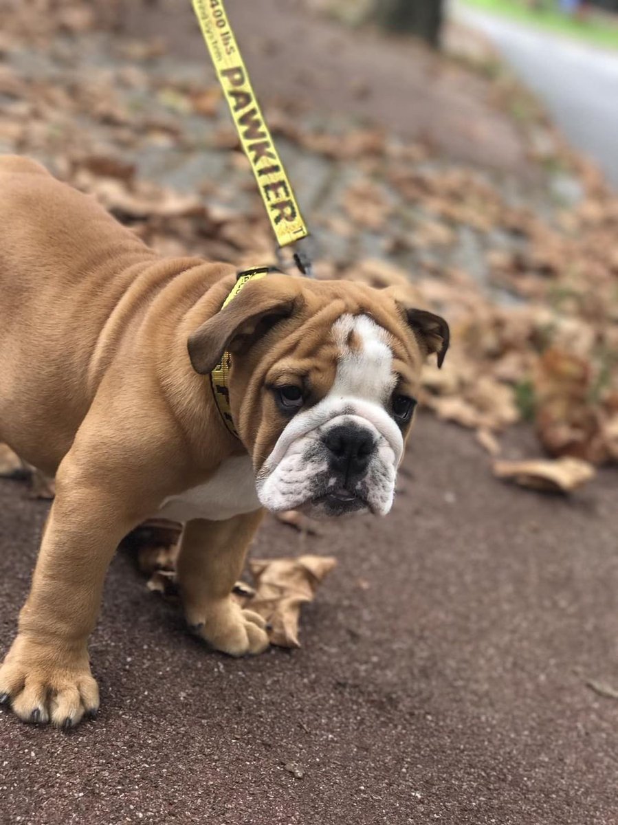 Pawkier_'s tweet photo. A.M. Stroll https://t.co/hrHEOFkoZo