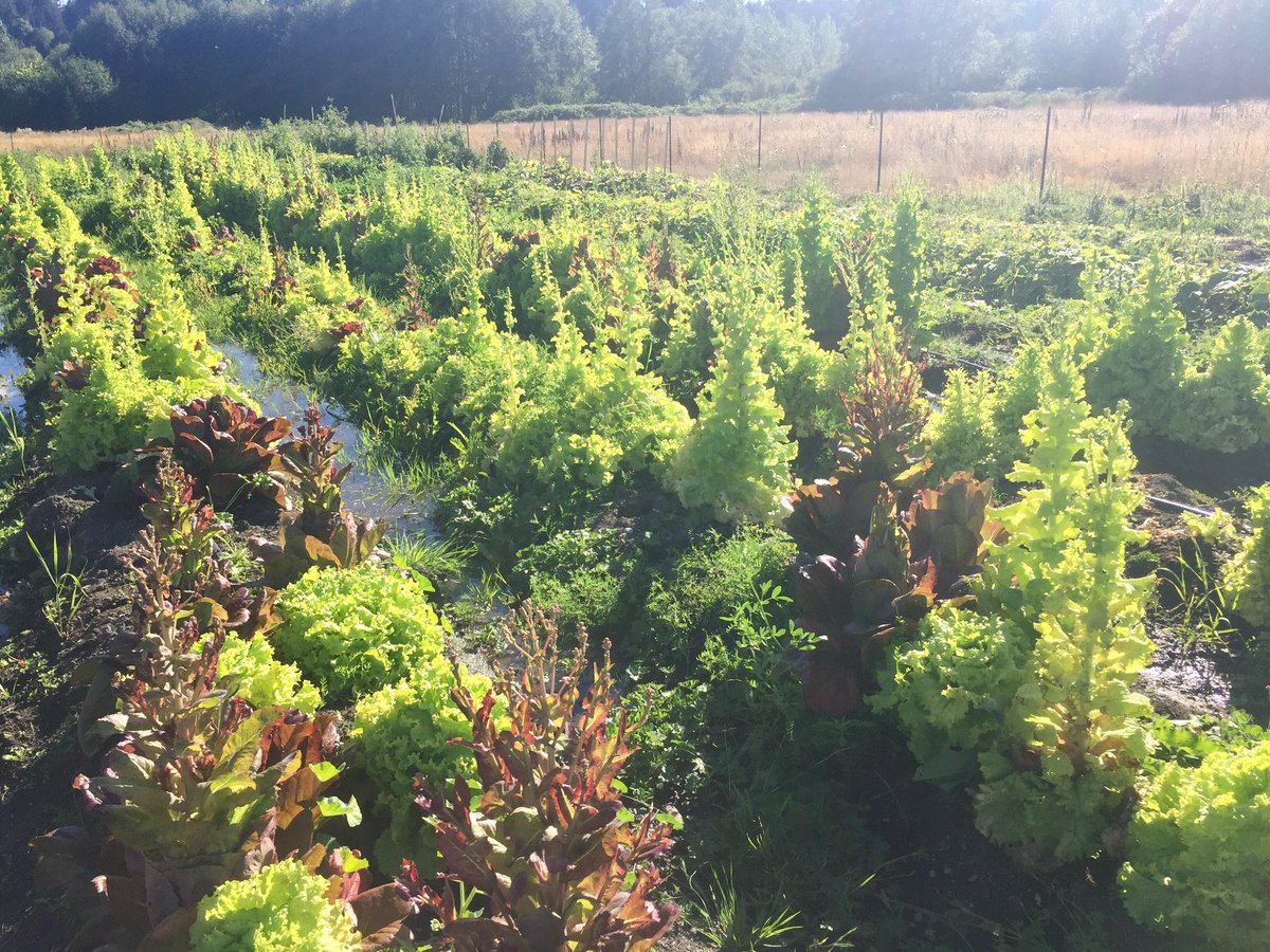 _Michelle_Wood's tweet photo. Thank you @deltafarmroots for the beautiful #harvest! #outdoored #farmtotable #productbasedlearning #squash #chard @bmooreintheloop https://t.co/hlK8vNzAl9