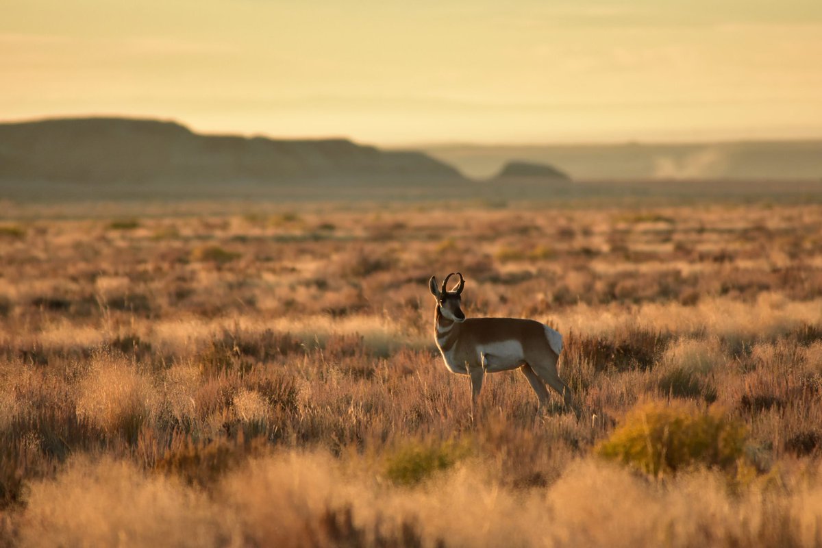 USFWSMtnPrairie tweet picture