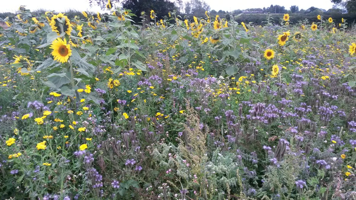 TimsDrivingSch's tweet photo. Wild flower corner humming with insects tonight. #notill #weavingGD https://t.co/jR7Ug9nvXz