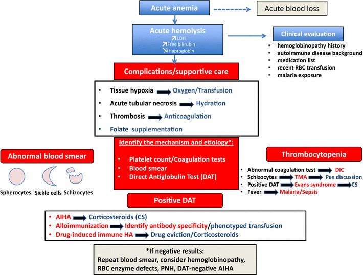 yourICM's tweet photo. Understanding therapeutic emergencies in acute hemolysis.Proposed algorithm for the management. https://t.co/GTQuMIpPCr https://t.co/7seBldJVv6