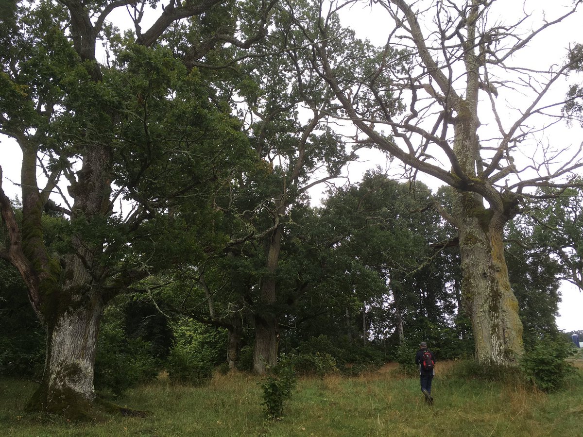 AncientTreesATF's tweet photo. Fantastic oaks at Rudalund Nature Reserve in Kalmar, Sweden https://t.co/El7sHAiq0t