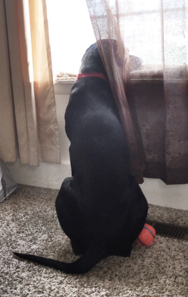 timeboxphoto's tweet photo. Don't you wish you could text ur dog "I'll be home soon!" https://t.co/6frK1WuqLS