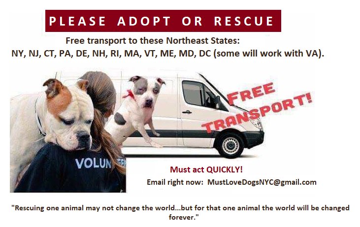 4THEBEEZ2's tweet photo. @chortletown #SAVEBANE #BETHATVOICE #URGENT #BETHATHERO AND TWEET #WEARETHECHAIN4LIFE2RESCUES #PROMISE2MYBEEZ #ADOPTDONTSHOP #RESCUE #YOURVOICE4THEIRS https://t.co/moxHefa0hP
