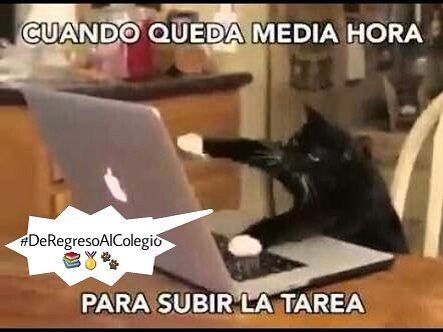 FanGatitoDf's tweet photo. #Instagram 👍 #Cine 🎬 @deregresocol 📚 #Comedia 😂 #Locuras 😜 @verasur_films 🎥 @juanbaptistad 😼 #Gatito 🐾 #CatPower 💥👊 https://t.co/G7LzZI5uAD