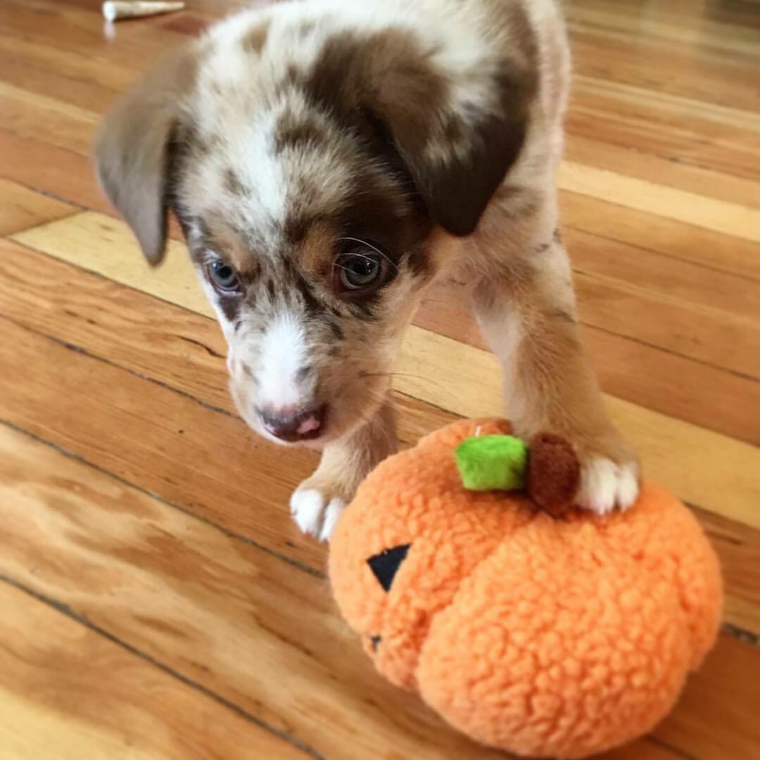 TaintedGray's tweet photo. Hey twitter. Meet Cas. #puppy https://t.co/x7vQWiY1YM