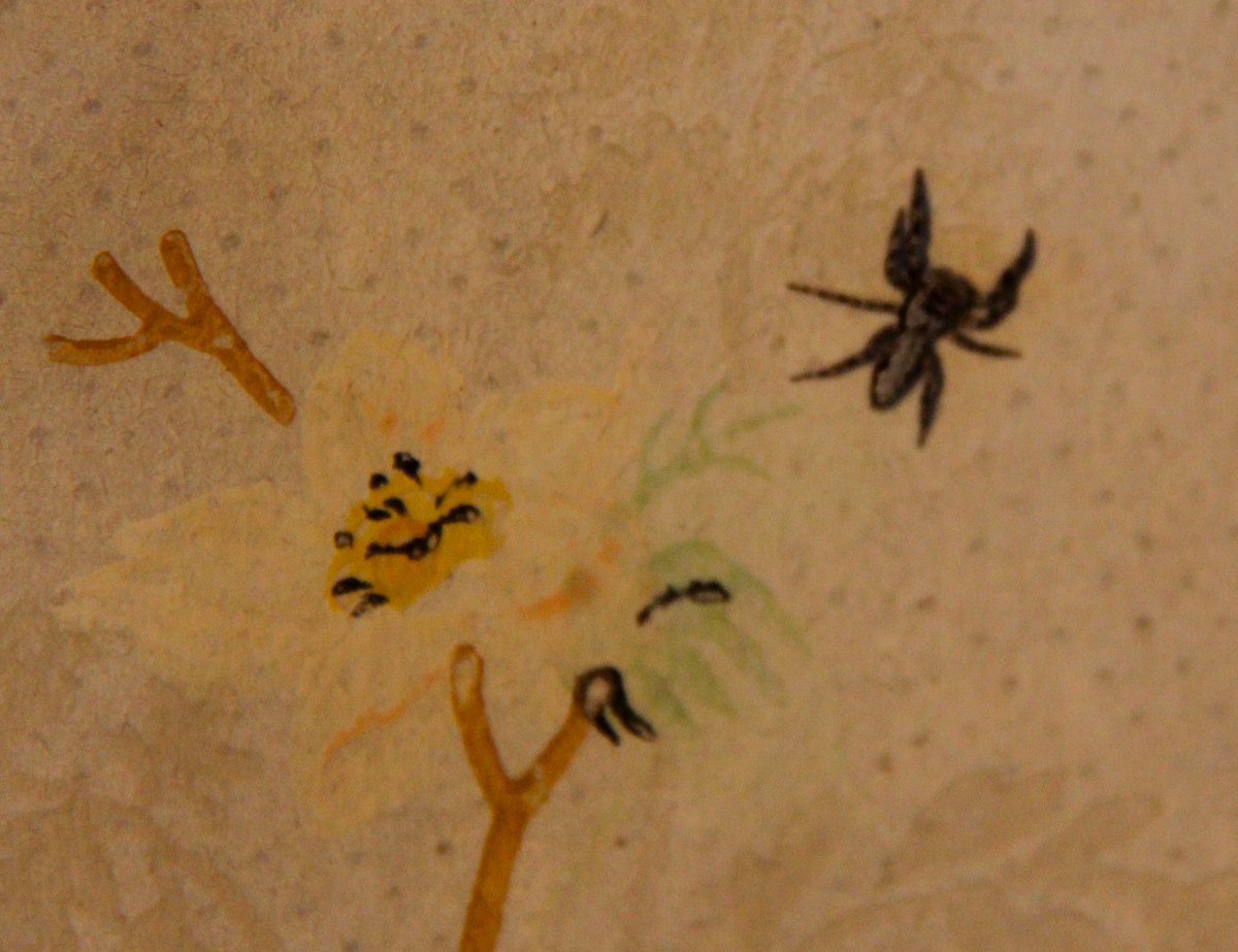 annshaftel's tweet photo. Images @NatGalleryCan #Ottawa spider & wolf spider from #SinclairInn @odellmuseum while I worked on #wallpaintingpreservation @DigiMonastery https://t.co/BhH4IzmXo2