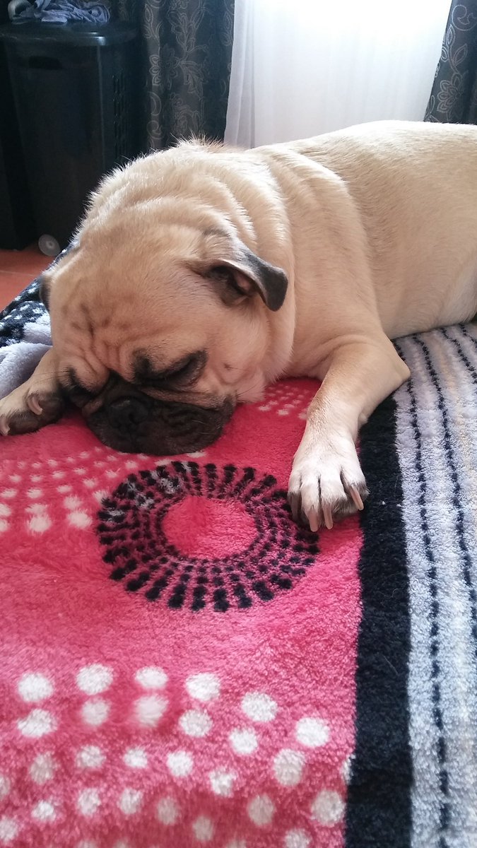 azdowney2288's tweet photo. #LaborDay ya right lol #puglife #spoiled #pug #aparn #RescueDogs ❤️❤️❤️ Happy Labor Day from Alfredo and I! https://t.co/q6bN1zqNpX