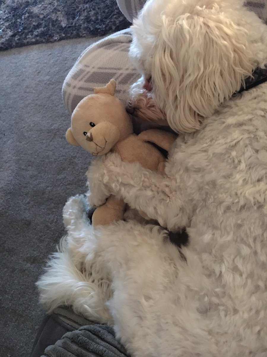 kayleighmunro_'s tweet photo. Been feeling crap for the past week and pups not feeling great either...this is his current position cuddled into me and his teddy 😭 https://t.co/DoIGmwTfnd