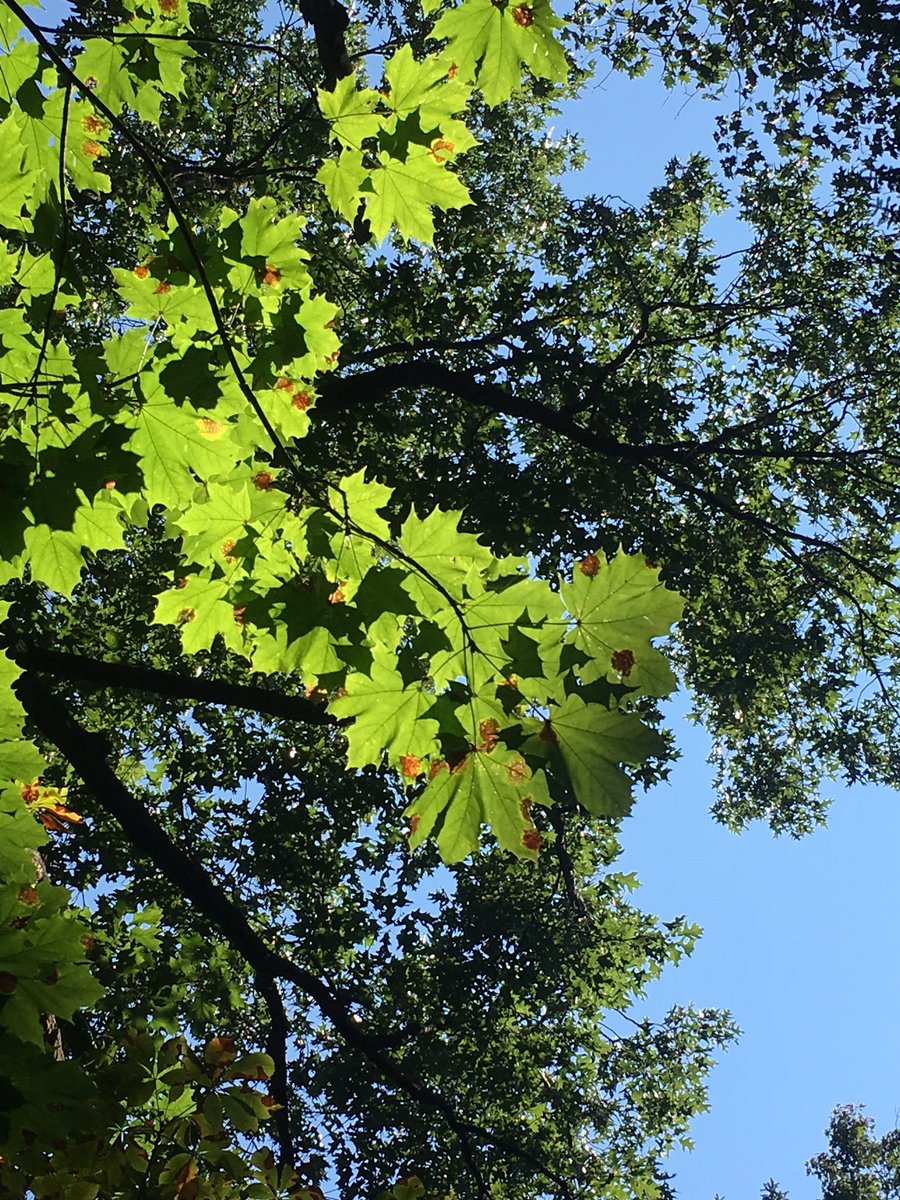 c_bonasera_LU's tweet photo. Encountered some true beauty in nature during today's #ees152 lab https://t.co/7Ljex1L3eA