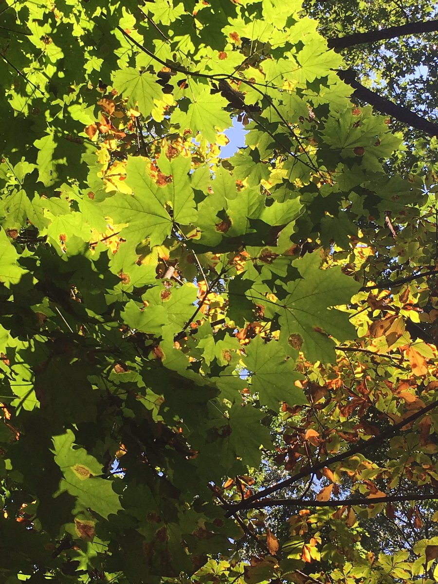 c_bonasera_LU's tweet photo. Encountered some true beauty in nature during today's #ees152 lab https://t.co/7Ljex1L3eA