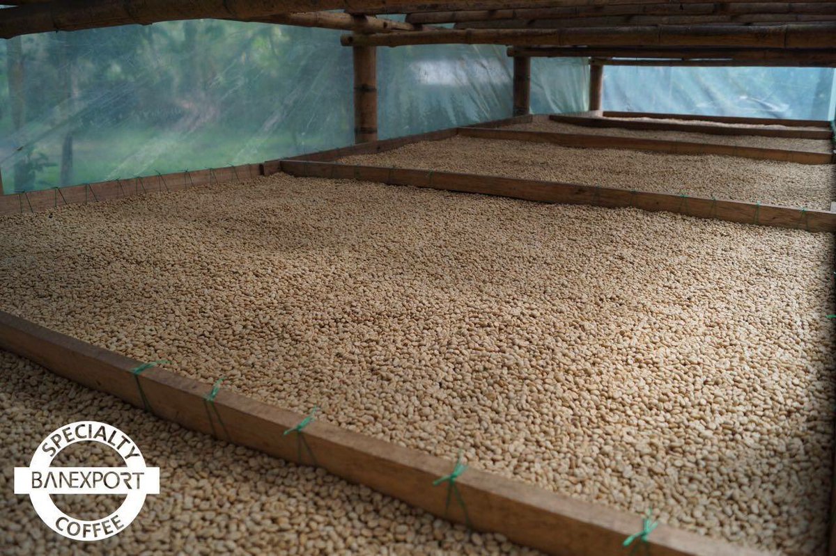 Banexport's tweet photo. Parchment beans in a parabolic dryer on african beds! #coffeedevelopment #banexport #specialtycoffee https://t.co/gQzCggW81K