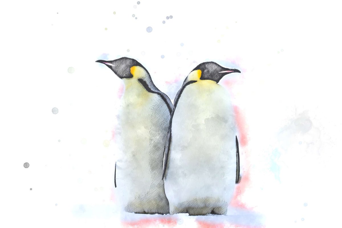 PolarObs's tweet photo. Magnifiques illustrations originales réalisées par le gérant postal Éric Sengler TA 67 #TAAF à Dumont d'Urville https://t.co/LttcsD6znj https://t.co/8bv6sc5NKy