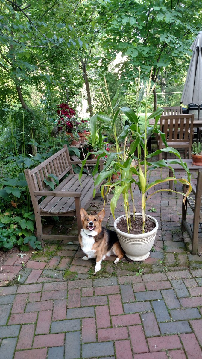 Not a bad harvest from the container planting of 'On Deck Hybrid Sweet Corn'  Small ears. Excellent flavor!