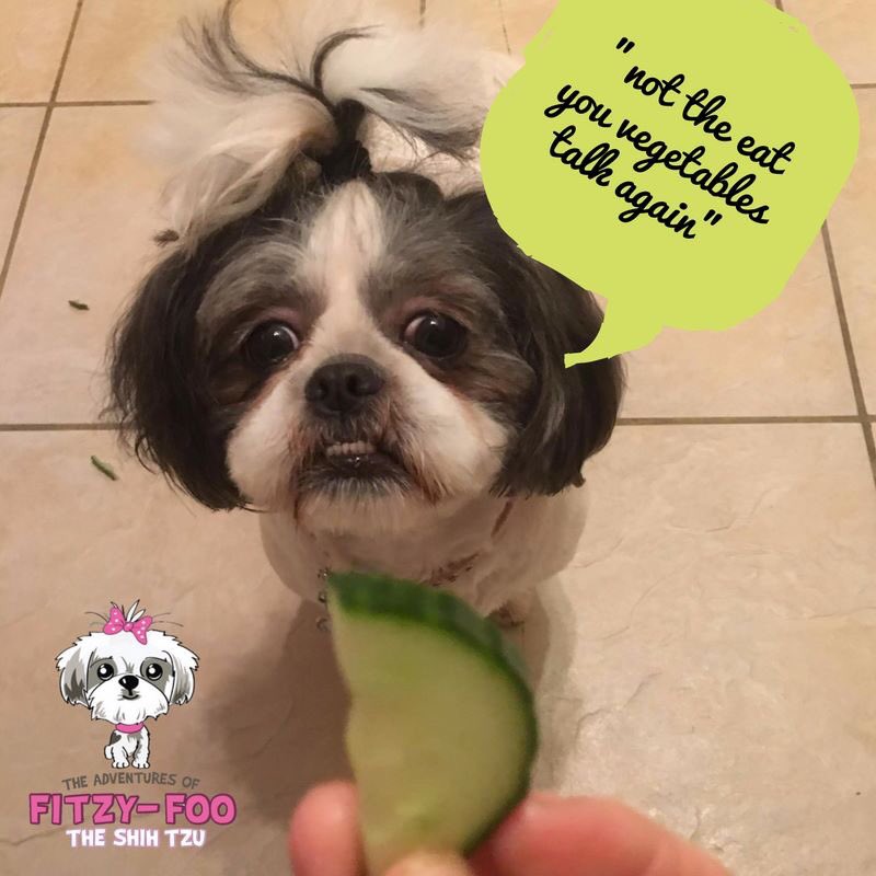 FitzyAdventures's tweet photo. A Day in the life of Fitzy Foo @PetModels @Petco @dogcelebration @Dogsoftwiter #fitzyadventures #shih tzu https://t.co/kdVq5FCJoC