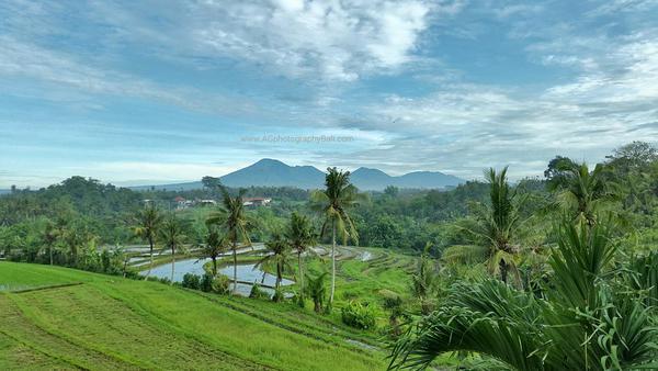 RealBali_com's tweet image. Greetings from #Bali ;) . Pic: @AGfotografi -  #Bali #ricefields #realbali #photography #landscape #traveller