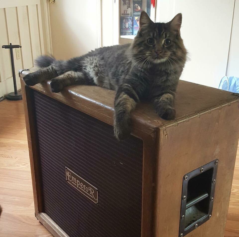 Happy Labor Day! Thank you @amandywils @emperorcabs | lots of 🖤 for Emperor, I hope to grab a stack myself ASAP. | #emperorcabs #CatsonAmps