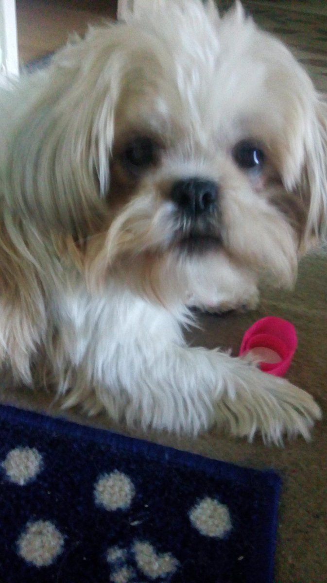 natalievaness15's tweet photo. Guarding dis top. Nobody can gits it off me, no no no. Don't say yoos can, coz yoos can't. #dogsoftwitter #TallulahTheTzu #WeirdObsessions https://t.co/qHdXPYbDOw