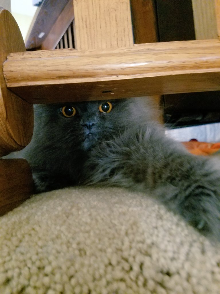 KGullic's tweet photo. Hunting mama...so ferocious... #MarvelCat #MarvelAddict https://t.co/S8jqVIkPgs