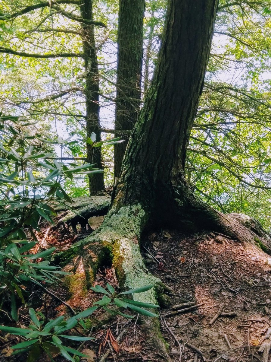 backtoblondie's tweet photo. Goodbye summer, hello fallπ
#swva #LaborDay #wisecounty #wiseva #outdoorswva #vasbaby #Appalachia #hikingvirginia #virginia https://t.co/WEvnzTO2ZI