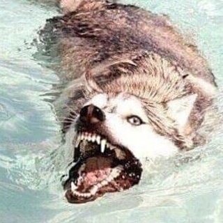 Sunny_Dezzz's tweet photo. This doggo is me https://t.co/79fIBNpduX