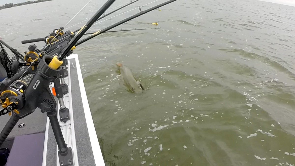 GBMusky's tweet photo. Get the net #GreenBayMusky @StCroixRods @Mirrocraft @lakewoodproduct @Muskie_Bumper #fullyinvolvedmuskyadventures https://t.co/M7VNHTLUGg