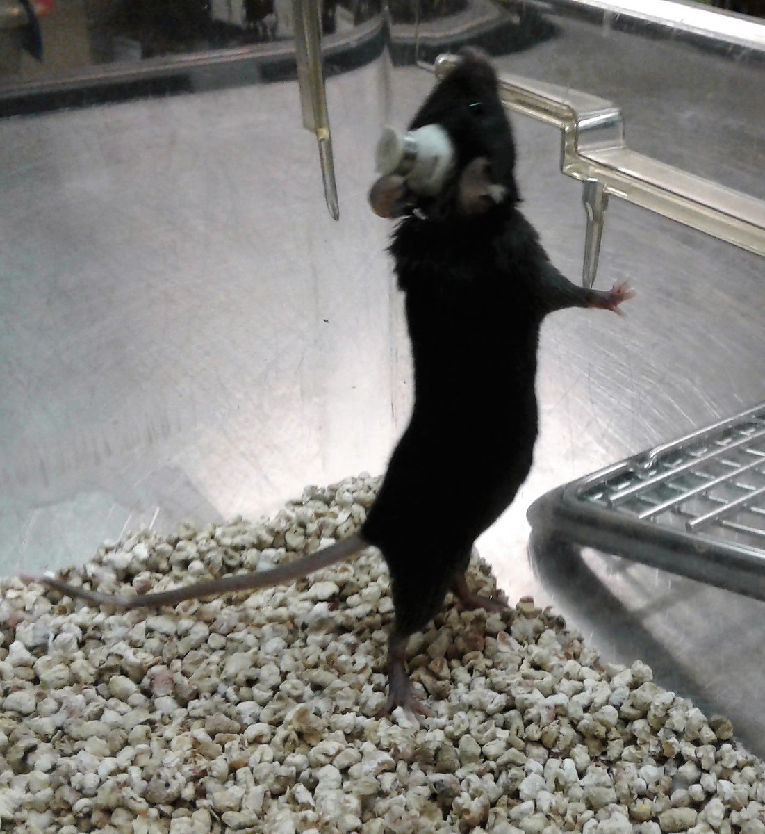 ThaliaOrchid's tweet photo. Rainy Labour Day Protocol drafting: In vivo calcium imaging in mice and optogenetic stimulation in rats #NeuralRecordings #NeuralStimulation https://t.co/FUNGwazM2m