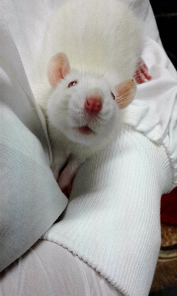 ThaliaOrchid's tweet photo. Rainy Labour Day Protocol drafting: In vivo calcium imaging in mice and optogenetic stimulation in rats #NeuralRecordings #NeuralStimulation https://t.co/FUNGwazM2m