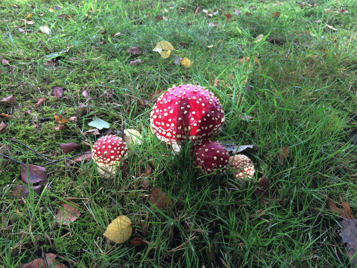 AngelikaHTCG's tweet photo. Lovely clump of #FlyAgaric in the rough on #NottsGC at #Hollinwell - #foraging 😉 #fungi - sweet dreams! 😴✨🌙 https://t.co/pU1AQ0Wwd3