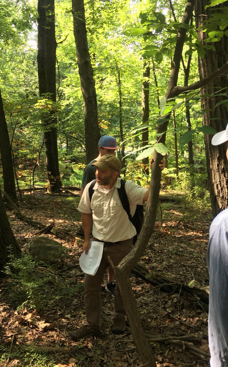 c_bonasera_LU's tweet photo. So privileged to have seen an #AmericanChestnut tree in #ees152 lab today.. a once-common species that is now functionally extinct :( https://t.co/0R0LhAZAyZ