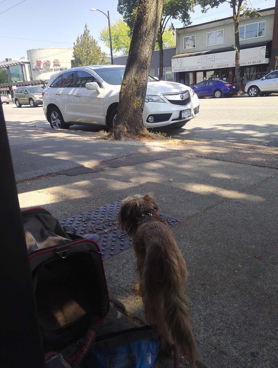 A great way to spend our #LaborDay - lots of #vegetarian  food and sunshine. Recommended! <a href="/ArborVancouver/">The Arbor</a> #dogfriendly #vancouver #foodie 🐾