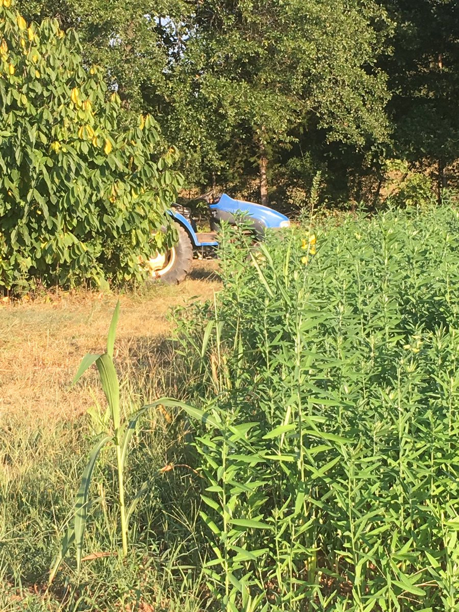 TheMuddyTiger's tweet photo. Chris Sermons @Bioway Farms terminating sun hemp getting ready for fall season. #southerncovercrops https://t.co/d1tamHnIJB