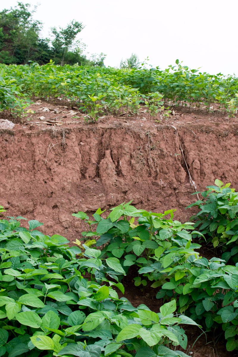 soilsdiva's tweet photo. Saw some #soilerosion in Sichuan Province, China last week #erosion #soybeans #ultisol https://t.co/WpEsSU0DYr
