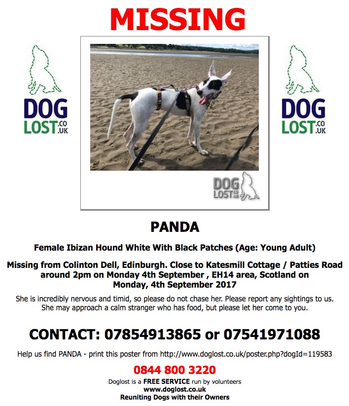 #LOST PANDA Female #IbizanHound #ColintonDell #Edinburgh #EH14 #Lostdog #ScanMe  doglost.co.uk/dog-blog.php?d…