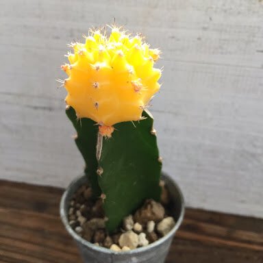 BTS__tetech's tweet photo. 黄色いサボテンの花が意味するもの
【母親の無条件の愛情】

ジミンちゃんはお母さんの愛情に触れたくて、だけど、触れようとすると、自分が傷ついてしまう…

#JIMIN
#LOVE_YOURSELF #Her
#Serendipity https://t.co/48AKJ9q7H7
