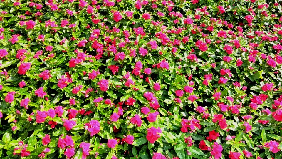 1MillionTulips's tweet photo. #FollowWeek @Squishy_Foot @AvellarPaulo @fc3x @FRANKCUNHAIII @ShoppingAnd @ArchitectNinja @FC3RunWithJesus @1MillionTulips @SPORTS_AndMore https://t.co/w2lMgE5M9E
