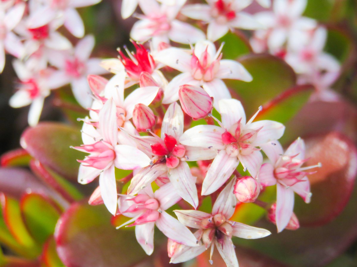 うさぎのしっぽ 金のなる木の名前で親しまれている 縁紅弁慶 も9月5日の誕生花のひとつのセダム の仲間だそうですよ 俳句の秋の季語ミセバヤ 玉緒 もセダムの仲間だそうです セダムの花言葉 星の輝き は特徴的な花の形が由来だそうです