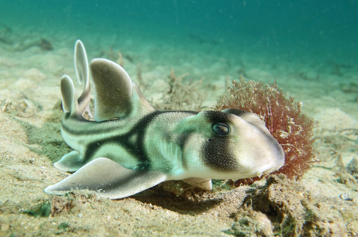envirosanews's tweet photo. Learn more about #samarineparks for #SeaWeek2017. Baited underwater cameras are helping scientists uncover stories https://t.co/eSQQrtdiBH https://t.co/C5pwFTQdAe