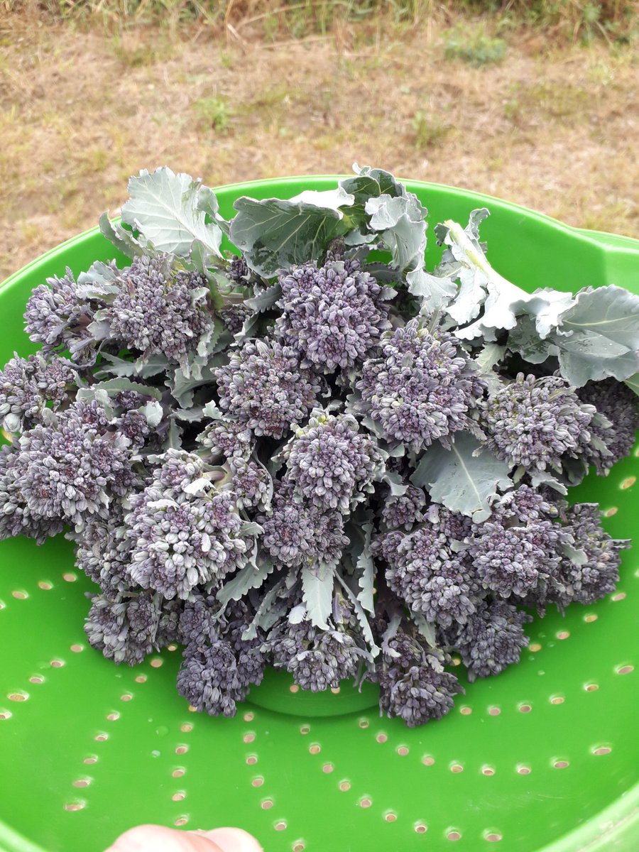 Harvesting more of these #ballymakennyfarm lovelies tomorrow morning will be  <a href="/Laroussefoods/">La Rousse Foods</a> by lunchtime anyone fancies placing an order 😚